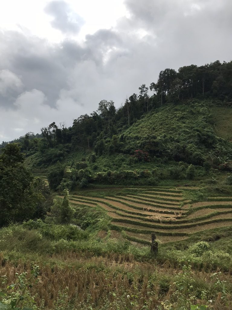 Pola ryżowe Trekking w Chiang Mai