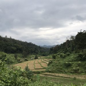 Pola ryżowe, Trekking w Chiang Mai