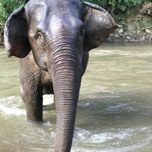 Słoń Trekking w Chiang Mai