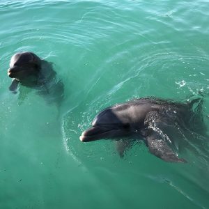 dolphin reef eilat