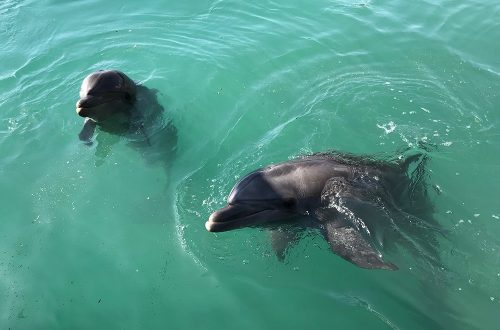 dolphin reef eilat