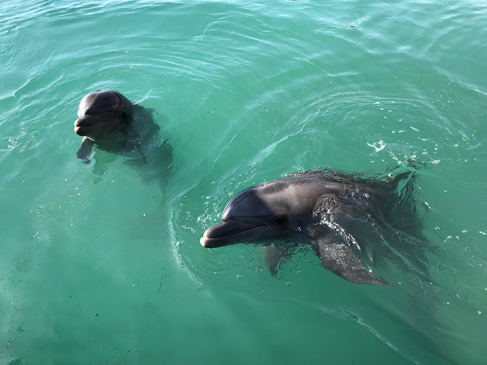 dolphin reef eilat