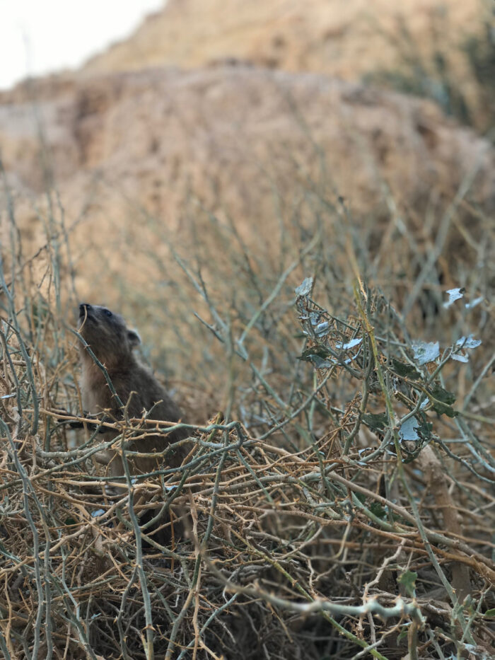 ein gedi izrael