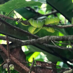 Keeled Pit Viper - trekking Borneo