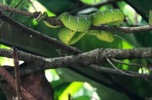 Keeled Pit Viper - trekking Borneo