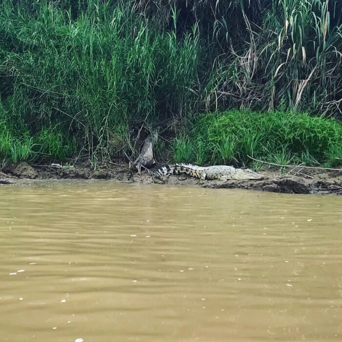 Krokodyl Kinabatangan trekking Borneo