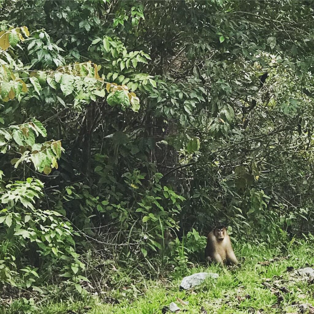 Danum Valley trekking