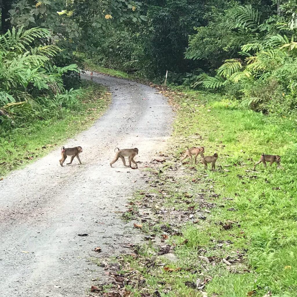 Danum Valley trekking