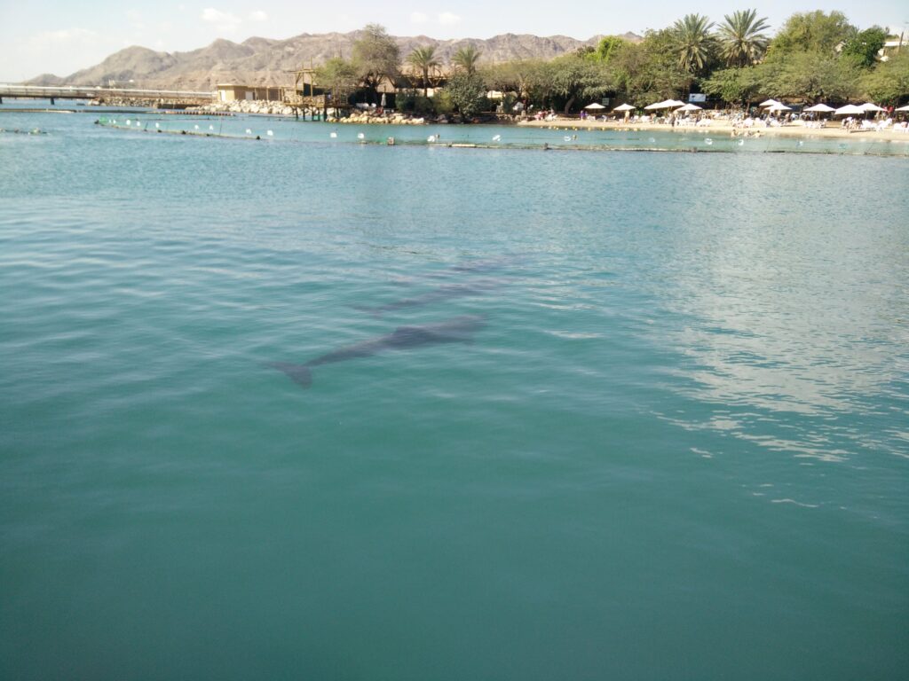 Dolphin Reef, Eilat