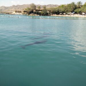 Dolphin Reef, Eilat