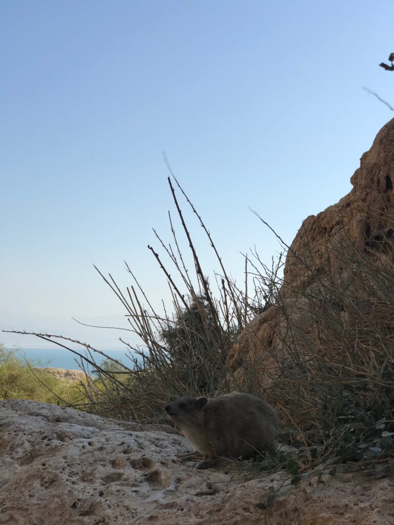 Rezerwat Ein Gedi w Izraelu