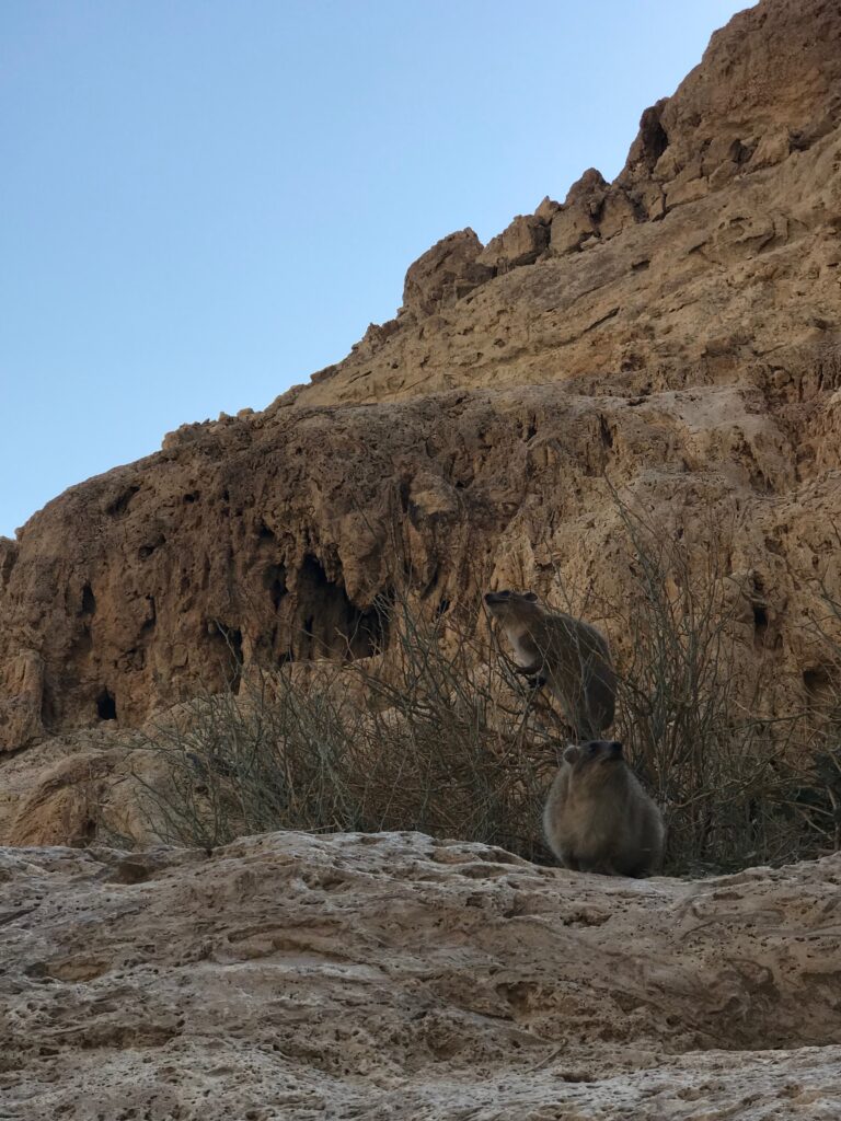 Rezerwat Ein Gedi w Izraelu